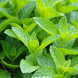 Champúes de plantas
